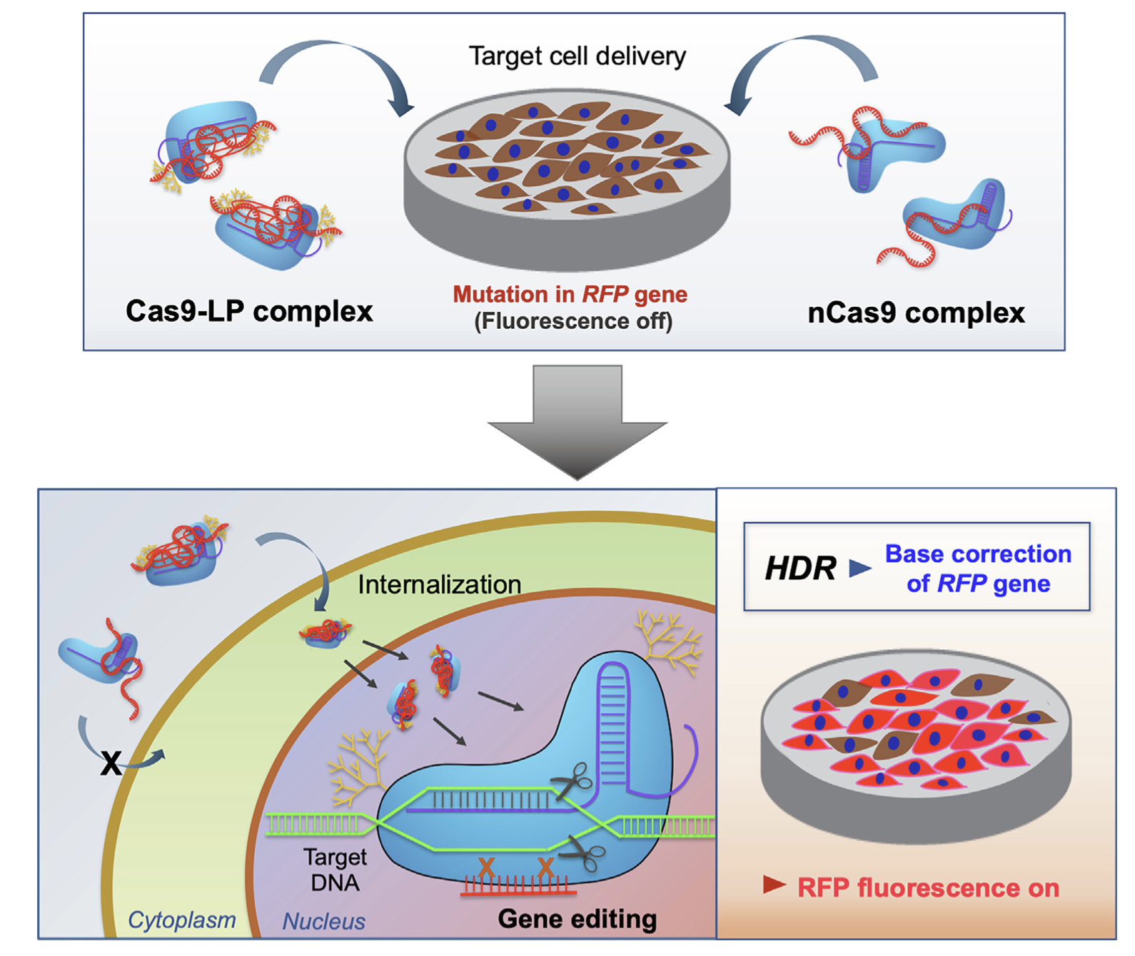 Cas9 HDR.png