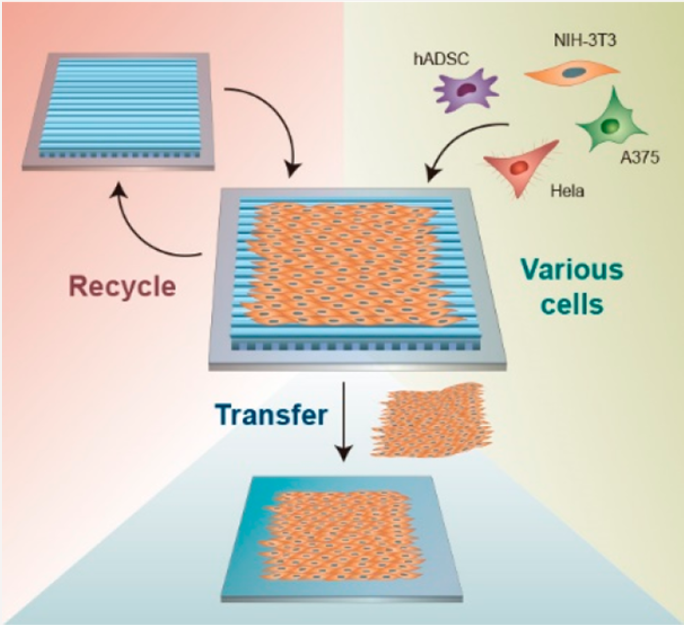 Cell align1.png