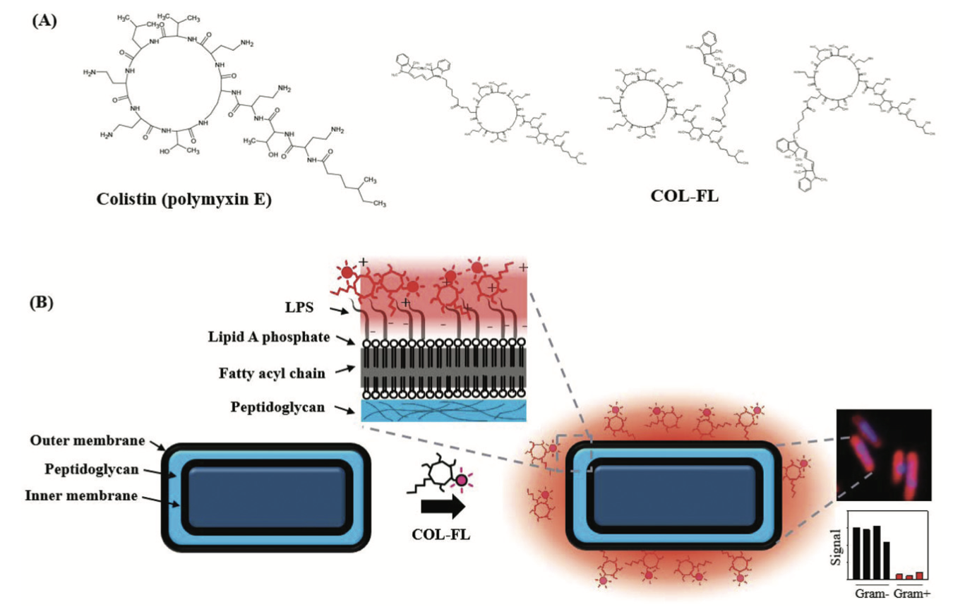 Colistin.png