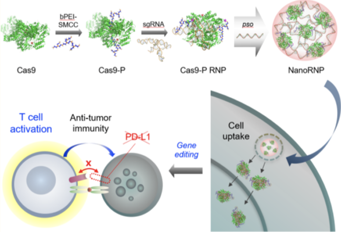 RNP immunotherapy.png