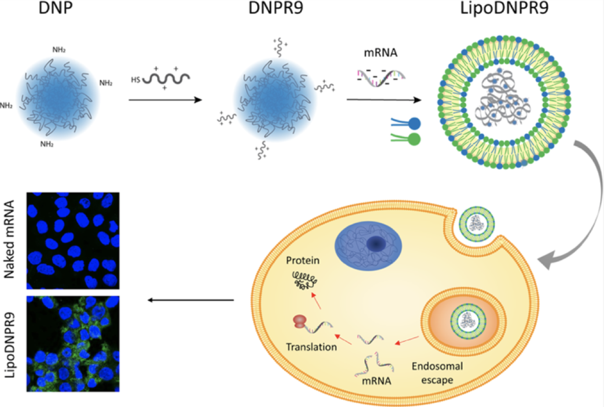 mRNA nanogels.png